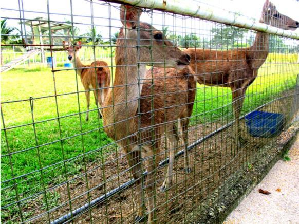 Uk Farm Otel Kluang Dış mekan fotoğraf